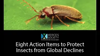 Eight Action Items to Protect Insects from Global Declines