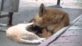 Cat and Dog best friends  Лучшие друзья