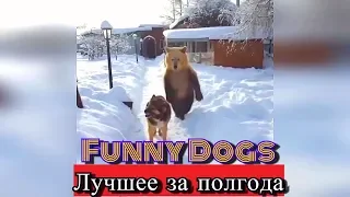 Смешные собаки  | Лучшее за полгода | Funny dogs | Coub