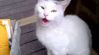 White cat meowing