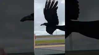 Irish woman feeds cab driver's 'pet crow' from car window