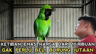 REJEKI YANG BELI BURUNG MAHAL DIBANDROL 10 RIBUAN DI PASAR BURUNG PRAMUKA