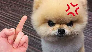 Funny and Cute Dog Pomeranian 😍🐶| Funny Puppy Videos #87