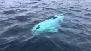 Beluga whale playing with a rugby ball!