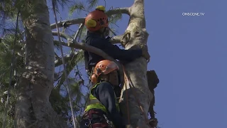 Chula Vista: Injured Man Rescued from Tree 09182019