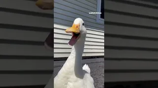 Quack, quack (cute duck)