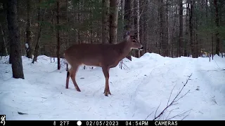 Trail cam highlights. February 2023, part 1