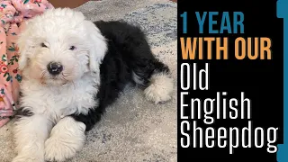 Our first year with an Old English Sheepdog puppy