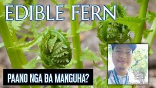 Paano Manguha ng Pako | Edible Fern vs Pakong Buwaya