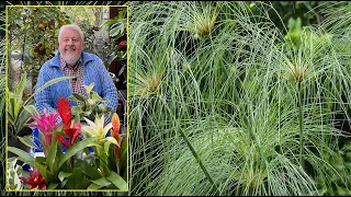 PAPYRUS : PLANTE RICHE EN HISTOIRE QUI AIME AVOIR LES PIEDS DANS L’EAU. Le Quotidien du Jardin N°327