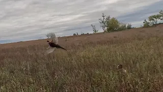 South Dakota Pheasant Hunting 10-14-2023