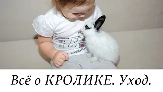 КРОЛИК - ПЛЮСЫ и МИНУСЫ. УХОД за кроликом. Наша Масяня 🐰