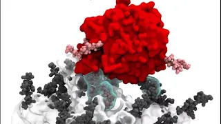 Virus-Receptor Interactions of Glycosylated SARS-CoV-2 Spike and Human ACE2 Receptor