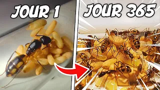 J’ai gardé 365 JOURS cette Colonie de Fourmis