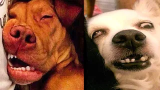 Funny animals - Funny cats and dogs - Funny animal videos #36