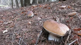 GRZYBY 2022. WYSYP BOROWIKÓW w ostanie dni Października. Boletus Edulis, fungi, pilze, mushrooms.