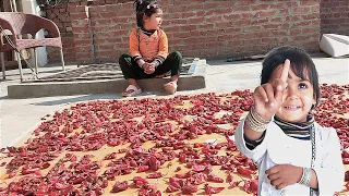 Red Peppers spread under the sun | Desi family vlogs| Daily Volggers Pakistani| India