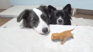 My Border Collies Meet Tiny Kitten Rescued from Death