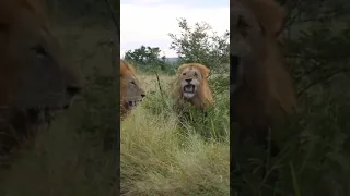 Five lions fighting in Kruger national park lion#shorts/#wildlife