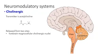 Neuromodulatory systems of brain