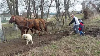 21ст. коні орять поле