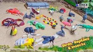 Muddy Adventure: Reptiles, Birds & Insects for Kids🦎🐦🐞Fun Learning with Kidiez World TV