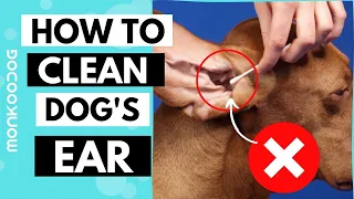 How to Clean Your Dog's Ear in 5 Simple Steps || Avoid ear infection in dogs ll