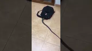 мальчика укусила змея в сумке