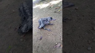Baby crow out of nest.
