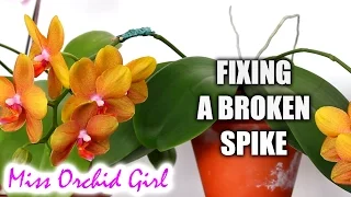 How to fix a broken Orchid flower spike