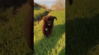 Newfie puppy running in slow motion is the best thing ever