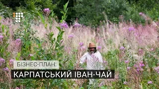 Карпатський іван-чай. Бізнес-план