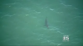 At Least 15 Sharks Spotted During Helicopter Ride Along Santa Cruz Coast