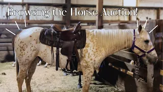 HUGE HORSE AND TACK AUCTION! Tack haul! -VLOG