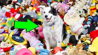 Эта собака запомнила 1000 игрушек!