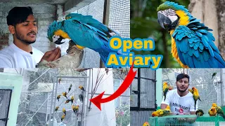 Releasing blue gold Macaw And Grey Parrot In Open Aviary || Basona Brids Aviary Full View.