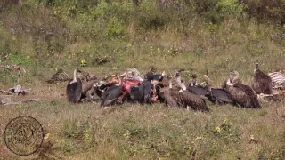 TIGER TOPS - Vulture Restaurant experience