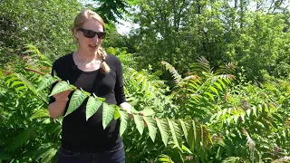 Tree-of-heaven (Ailanthus altissima): A listed invasive plant in Wisconsin