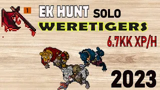 tibia hunt Weretigers // Ek 550+ 6.7kk XP Hunt Solo 2023