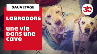 Ces labradors ont été sauvés d'une cave par la Fondation 30 Millions d'Amis