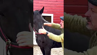 THE BIGGEST HORSE "RELEASE" 😂💩 Animal Chiropractor