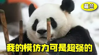 Meng Lan's dad bathes  gets massage  envy-worthy [Spicy Bean Ent]#Panda#Celeb