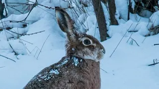 Звук зайца