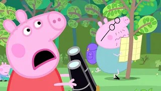 Peppa Pig en Español 🌳Senderismo 🌳Aventura al aire libre | Pepa la cerdita