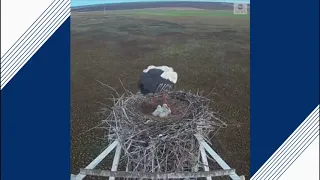 Nesting stork surrounded by wildfire in Russia