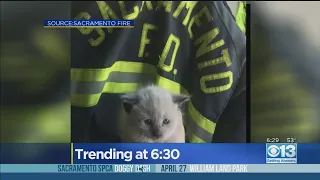 Firefighters Rescue Kitten Stuck In Engine Compartment