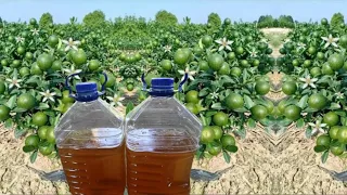 El Mejor Insecticida Gratis, COMO HACER LA LEJIA DE CENIZA, Adiós pulgones, mosca blanca, gusanos, t