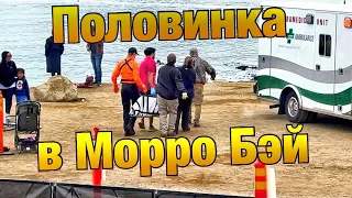 Плавание Против Течения | Половинка в Морро Бэй #триатлон #айронмен #калифорния