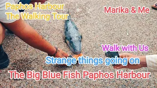 There's a "Big Blue Fish" in the Paphos Harbour.. Kato Paphos Cyprus