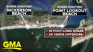 Some New York beaches restricted after shark sightings l GMA